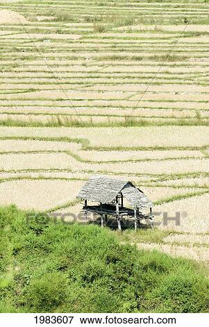 Stock Photo - Thailand, Thatched roof shelters in terraced rice paddies; Mae Sariang. Fotosearch