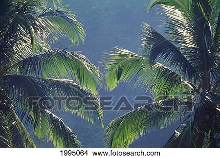 Thailand, Top Of Two Palm Trees With Sunlight Shining Through Leaves View Large Photo Image Picture - Thailand, Top Of Two Palm Trees With Sunlight Shining Through Leaves. Fotosearch