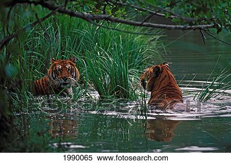 Thailand, Two Bengal Tigers, Panthera Tigris Corbetti, Swim In River View Large Photo Image Stock Photography - Thailand, Two Bengal Tigers, Panthera Tigris Corbetti, Swim In River. Fotosearch