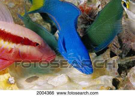 Stock Photograph - Thailand, Variety Of Colorful Goatfish And Wrasse Fish Clean Inside Of Shell. Fotosearch