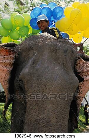Stock Photograph - Thailand, Young Boy Riding Elephant, Surrounded By Balloons No Model Release. Fotosearch