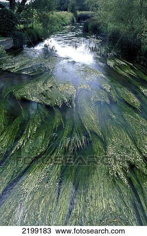 Thames River As It Flows Through Castle Eaton Village, Wiltshire, England. View Large Photo Image Stock Image - Thames River As It Flows Through Castle Eaton Village, Wiltshire, England.. Fotosearch