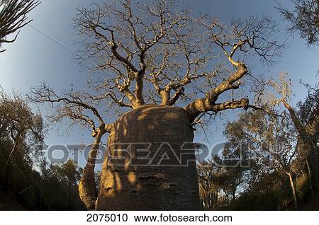 Stock Image - The 13 Metre-Wide Baobab (Adansonia Fony), Nicknamed The Coffee Pot At Reniala Reserve, Mangily, Toliara Province, Madagascar. Fotosearch