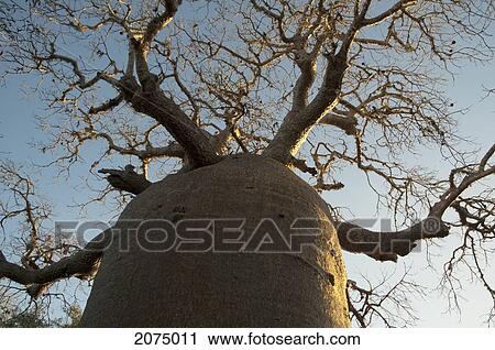 Stock Image - The 13 Metre-Wide Baobab (Adansonia Fony), Nicknamed The Coffee Pot At Reniala Reserve, Mangily, Toliara Province, Madagascar. Fotosearch
