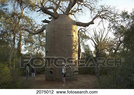 Stock Image - The 13 Metre-Wide Baobab (Adansonia Fony), Nicknamed The Coffee Pot At Reniala Reserve, Mangily, Toliara Province, Madagascar. Fotosearch