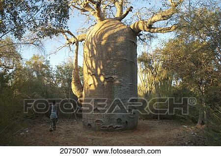 The 13 Metre-Wide Baobab (Adansonia Fony), Nicknamed The Coffee Pot At Reniala Reserve, Mangily, Toliara Province, Madagascar View Large Photo Image Stock Photo - The 13 Metre-Wide Baobab (Adansonia Fony), Nicknamed The Coffee Pot At Reniala Reserve, Mangily, Toliara Province, Madagascar. Fotosearch