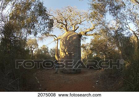 The 13 Metre-Wide Baobab (Adansonia Fony), Nicknamed The Coffee Pot At Reniala Reserve, Mangily, Toliara Province, Madagascar View Large Photo Image Stock Photo - The 13 Metre-Wide Baobab (Adansonia Fony), Nicknamed The Coffee Pot At Reniala Reserve, Mangily, Toliara Province, Madagascar. Fotosearch