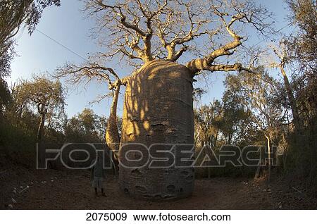 Stock Photo - The 13 Metre-Wide Baobab (Adansonia Fony), Nicknamed The Coffee Pot At Reniala Reserve, Mangily, Toliara Province, Madagascar. Fotosearch