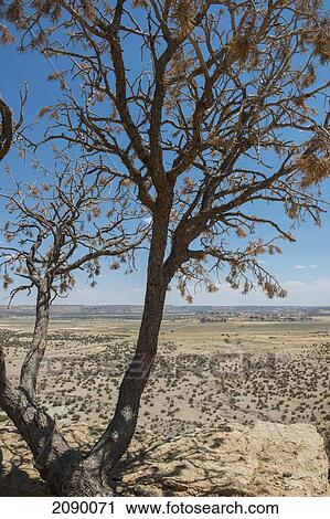 The Acoma Pueblo Built On Top Of A Sandstone Mesa, Pueblo Of Acoma, New Mexico, Usa View Large Photo Image Stock Image - The Acoma Pueblo Built On Top Of A Sandstone Mesa, Pueblo Of Acoma, New Mexico, Usa. Fotosearch