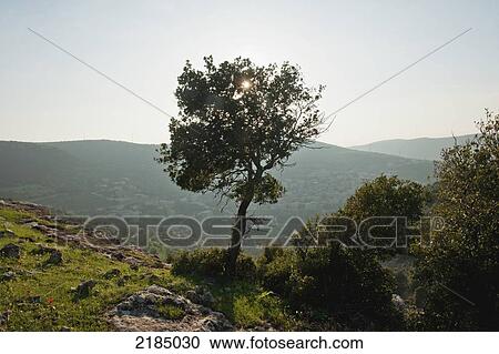 Stock Image - The Al Ayoun Trail, Jordan, Middle East. Fotosearch