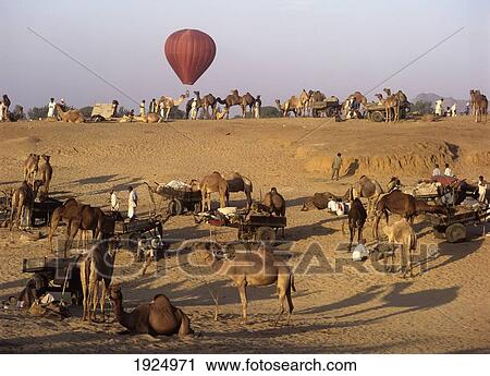 The Annual Camel Mela At Pushkar Oasis View Large Photo Image Stock Image - The Annual Camel Mela At Pushkar Oasis. Fotosearch
