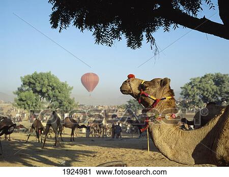 The Annual Camel Mela View Large Photo Image Stock Image - The Annual Camel Mela. Fotosearch