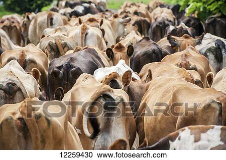 The backside of dairy cows walking down a road near Long Green; Maryland, United States of America View Large Photo Image Stock Image - The backside of dairy cows walking down a road near Long Green; Maryland, United States of America. Fotosearch