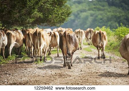 The backside of dairy cows walking down a road, near Long Green; Maryland, United States of America View Large Photo Image Stock Image - The backside of dairy cows walking down a road, near Long Green; Maryland, United States of America. Fotosearch