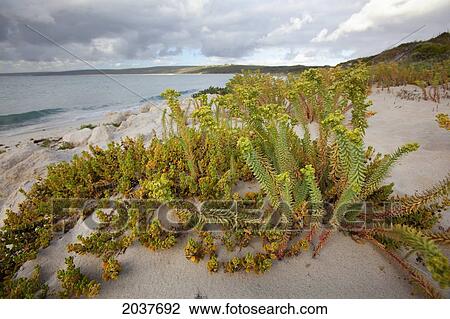 The Beach At Hamelin Bay; Western Australia Australia View Large Photo Image Stock Image - The Beach At Hamelin Bay; Western Australia Australia. Fotosearch