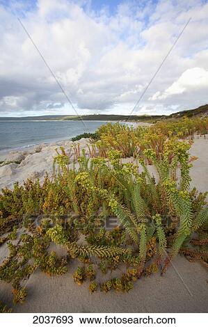 The Beach At Hamelin Bay; Western Australia Australia View Large Photo Image Stock Image - The Beach At Hamelin Bay; Western Australia Australia. Fotosearch