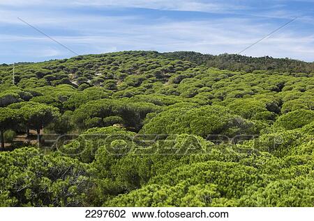 Stock Image - The beaches of the Atlantic Coast of Southern Spain - La costa de la Luz. Umbrella pine (Pinus pinea). Andalucia, Spain. Fotosearch