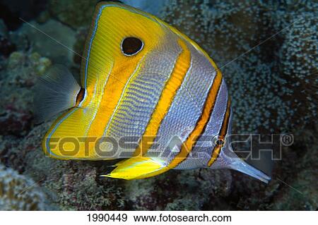 The Beaked Butterflyfish, Chelmon Rostratus, Also Known As Copper-Banded Butterflyfish View Large Photo Image Stock Photo - The Beaked Butterflyfish, Chelmon Rostratus, Also Known As Copper-Banded Butterflyfish. Fotosearch