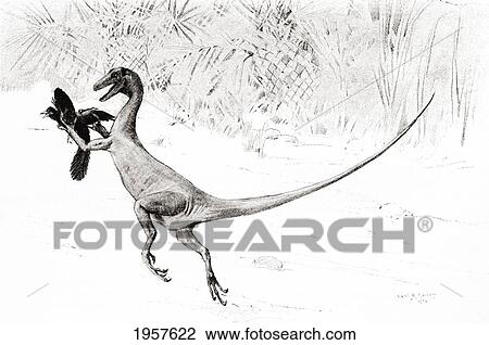 The Bird Catching Ornitholestes Dinosaur In The Act Of Catching The Jurassic Bird, Archaeopteryx, After The Drawing By Charles R. Knight. From The Century Illustrated Monthly Magazine, May To October 1904. View Large Photo Image Stock Image - The Bird Catching Ornitholestes Dinosaur In The Act Of Catching The Jurassic Bird, Archaeopteryx, After The Drawing By Charles R. Knight. From The Century Illustrated Monthly Magazine, May To October 1904.. Fotosearch