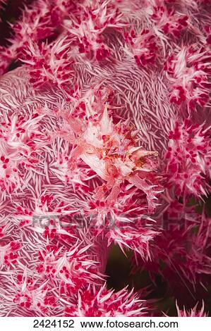 Stock Image - The body of the soft coral spider crab (Hoplophrys oatesii) is covered with spines to mimic the polyps of the alcyonarian coral on which it lives; Fiji. Fotosearch