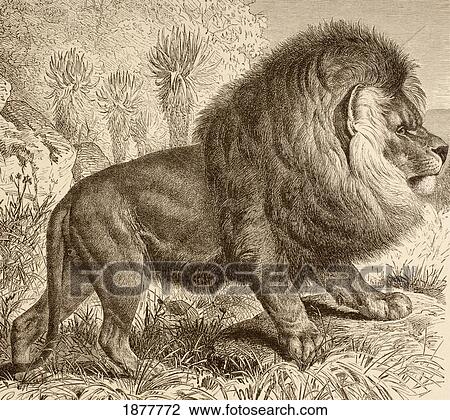 Stock Image - The Cape Lion, Now Extinct. From La Vida De Los Animales Published Spain Circa 1885.. Fotosearch
