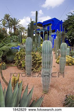 Stock Photo - The Cobalt Blue Art Deco Villa Housing The Islamic Arts Museum In The Exotic Majorelle Garden; Marrakech, Morocco. Fotosearch