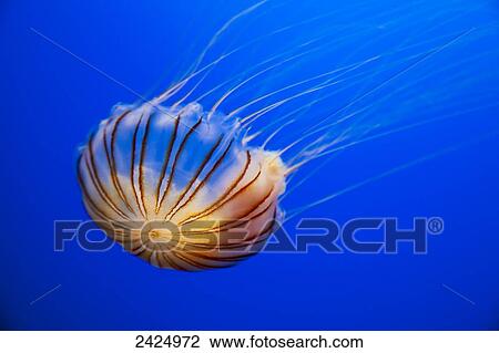 Stock Image - The compass jellyfish, Chrysaora hysoscella, Shot from an aquarium.. Fotosearch