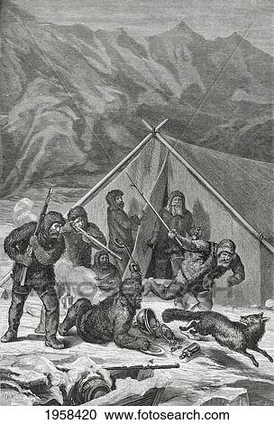 Stock Image - The Crew Of The Germania Chasing A Black Fox Which Had Interrupted Their Lunch, During The Second German North Polar Expedition In 1869. From El Mundo En La Mano Published 1875.. Fotosearch