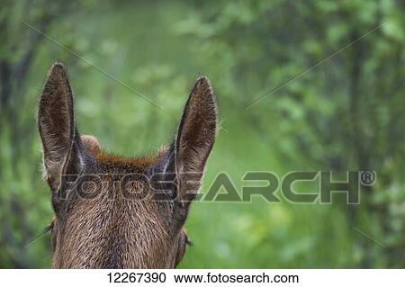 Stock Image - The ears of an elk (Cervus canadensis) as it looks into the forest, Jasper National Park; Alberta, Canada. Fotosearch