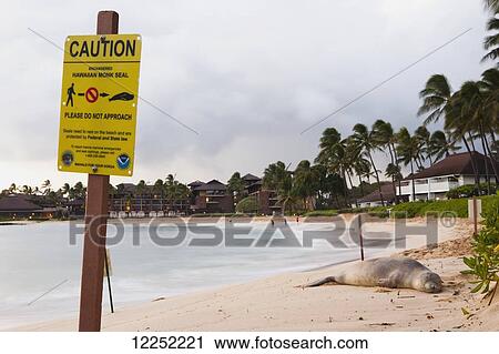 Stock Image - The endangered Hawaiian Monk Seal (Monachus schauinslandi) rests peacefully on the warm beach; Poipu, Kauai, Hawaii, United States of America. Fotosearch