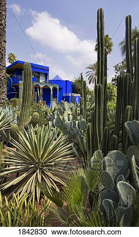 Stock Image - The Exotic Cactic Collection In The Majorelle Gardens; Marrakech, Morocco. Fotosearch