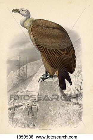 Stock Photograph - The Fawn Vulture. Fotosearch