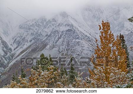 The First Snow Of The Year Blankets The Mountains And Willows Outside Of Whitehorse, Yukon. View Large Photo Image Stock Image - The First Snow Of The Year Blankets The Mountains And Willows Outside Of Whitehorse, Yukon.. Fotosearch