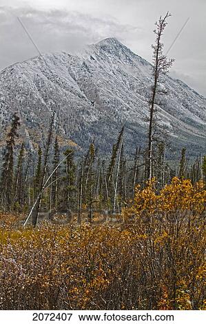 The First Snow Of The Year Blankets The Mountains And Willows Outside Of Whitehorse, Yukon, Canada View Large Photo Image Stock Photo - The First Snow Of The Year Blankets The Mountains And Willows Outside Of Whitehorse, Yukon, Canada. Fotosearch
