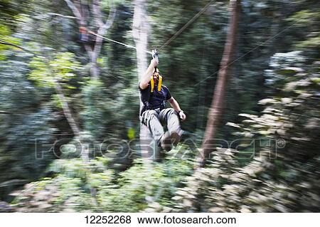 The Flight of the Gibbons, one of the most popular tours in Thailand; Chiang Mai, Thailand View Large Photo Image Stock Photo - The Flight of the Gibbons, one of the most popular tours in Thailand; Chiang Mai, Thailand. Fotosearch