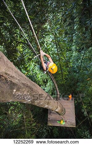 The Flight of the Gibbons, one of the most popular tours in Thailand; Chiang Mai, Thailand View Large Photo Image Stock Photo - The Flight of the Gibbons, one of the most popular tours in Thailand; Chiang Mai, Thailand. Fotosearch