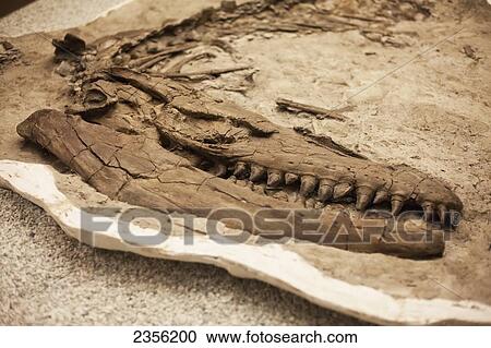 Stock Image - The Fossilized Skeleton Of A Tyrannosaurus Rex At The Royal Tryell Museum; Drumheller, Alberta, Canada. Fotosearch