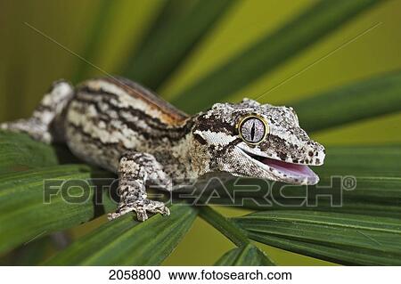 Stock Image - The Gargoyle Gecko (Rhacodactylus Auriculatus) Whose Habitat Is Threatened By Deforestation Is Found Only On The Southern End Of The Island Of New Caledonia. Captive.. Fotosearch
