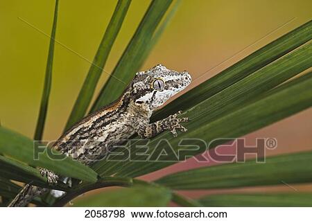 Stock Photo - The Gargoyle Gecko (Rhacodactylus Auriculatus) Whose Habitat Is Threatened By Deforestation Is Found Only On The Southern End Of The Island Of New Caledonia. Captive.. Fotosearch