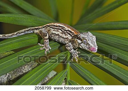 The Gargoyle Gecko (Rhacodactylus Auriculatus) Whose Habitat Is Threatened By Deforestation Is Found Only On The Southern End Of The Island Of New Caledonia. Captive. View Large Photo Image Stock Photo - The Gargoyle Gecko (Rhacodactylus Auriculatus) Whose Habitat Is Threatened By Deforestation Is Found Only On The Southern End Of The Island Of New Caledonia. Captive.. Fotosearch
