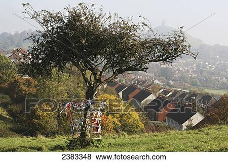 Stock Photo - The Glastonbury Tor in the distance with St Michaels Tower on the top and Thorn tree on Wearyall Hill above the town of Glastonbury; Somerset, England. Fotosearch