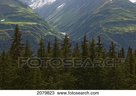 The Green Foliage On The Mountains Outside Of Haines Junction, Yukon. View Large Photo Image Stock Image - The Green Foliage On The Mountains Outside Of Haines Junction, Yukon.. Fotosearch