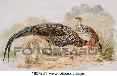 Picture - The Grey Jungle Fowl, Or Sonnerat's Junglefowl, Gallus Sonnerati.. Fotosearch