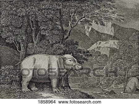 Picture - The Hippopotamus Of The Cape Of Good Hope. 18Th Century Print.. Fotosearch