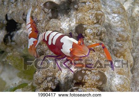 The Imperial Shrimp, Periclemenes Imperator On A 6' Long Sea Cucumber View Large Photo Image Stock Photo - The Imperial Shrimp, Periclemenes Imperator On A 6' Long Sea Cucumber. Fotosearch