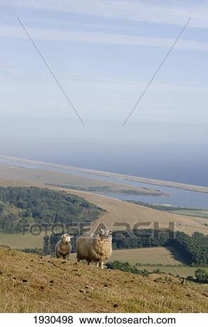 The Jurassic Coast, West Dorset View Large Photo Image Stock Photo - The Jurassic Coast, West Dorset. Fotosearch