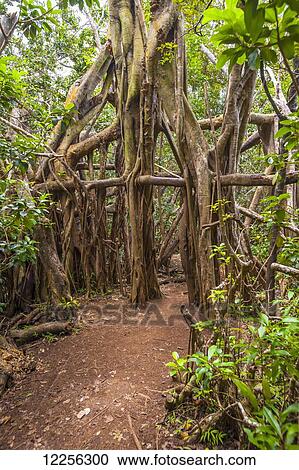 Stock Image - The Kuliouou trial on the South side of Oahu winds through a gum tree forest; Oahu, Hawaii, United States of America. Fotosearch