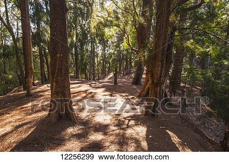 Stock Photo - The Kuliouou trial winds though a stand of trees on the island of Oahu; Oahu, Hawaii, United States of America. Fotosearch