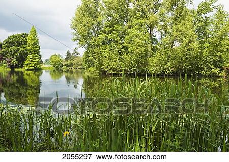 The Lake At Royal Botanic Gardens, Kew, Surrey, England, United Kingdom View Large Photo Image Stock Photo - The Lake At Royal Botanic Gardens, Kew, Surrey, England, United Kingdom. Fotosearch