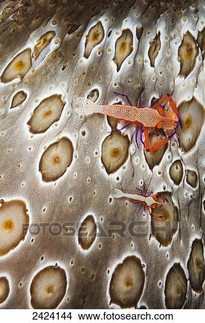Picture - The larger of these two imperial shrimp, Periclimenes imperator, is less than an inch long and on an sea cucumber; Fiji. Fotosearch